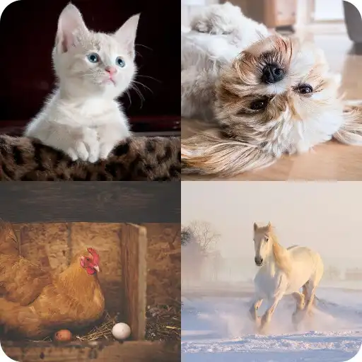Play Guess the name of the animal APK