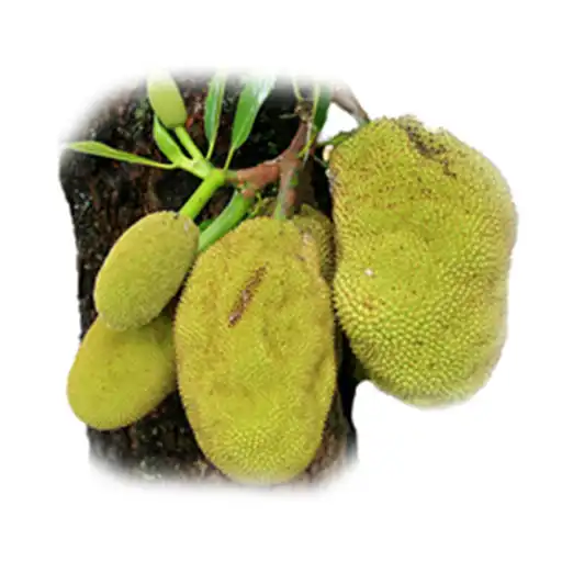 Play Guess The Name Of Tree APK Play Guess The Name Of Tree APK