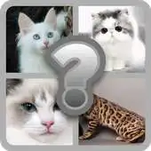 Free play online Guess these Cute Cats APK