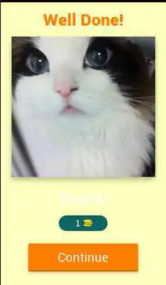 Play Guess these Cute Cats