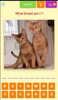 Play Guess these Cute Cats