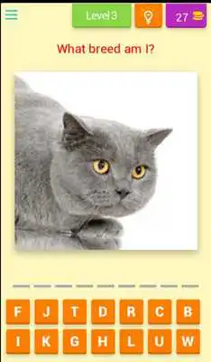 Play Guess these Cute Cats