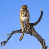 Free play online Guess Wild Cats Pictures APK Free play online Guess Wild Cats Pictures APK