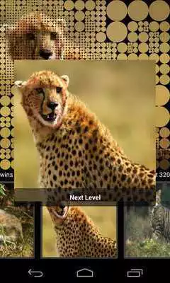 Play Guess Wild Cats Pictures