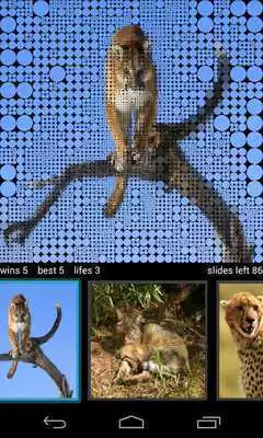 Play Guess Wild Cats Pictures