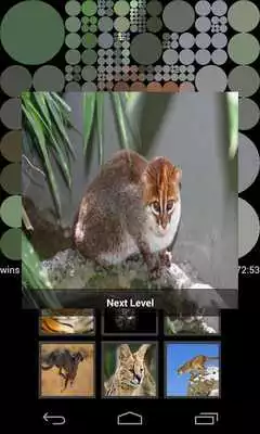 Play Guess Wild Cats Pictures