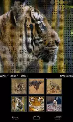Play Guess Wild Cats Pictures