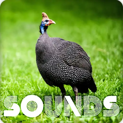 Play Guinea Fowl Sound Ringtones APK