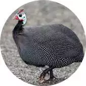 Free play online Guinea Fowl Sounds APK