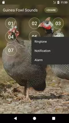 Play Guinea Fowl Sounds