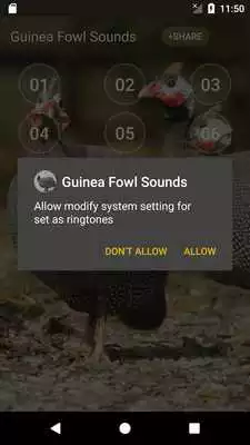 Play Guinea Fowl Sounds