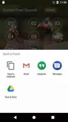 Play Guinea Fowl Sounds