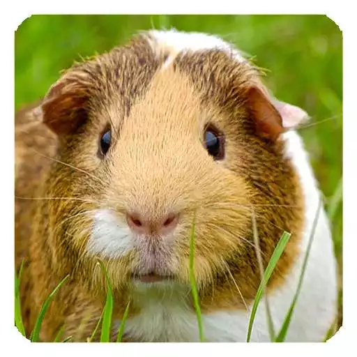 Free play online Guinea Pig Live Wallpaper APK