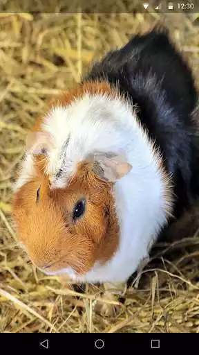 Play Guinea Pig Live Wallpaper