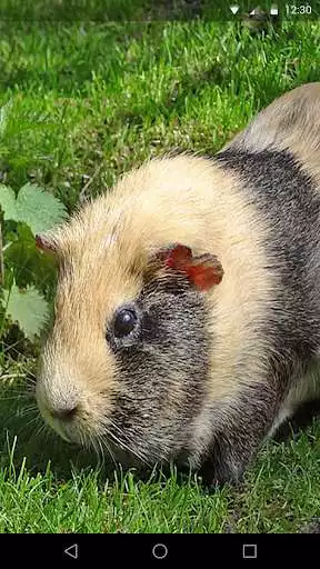 Play Guinea Pig Live Wallpaper