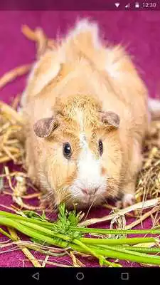 Play Guinea Pig Live Wallpaper