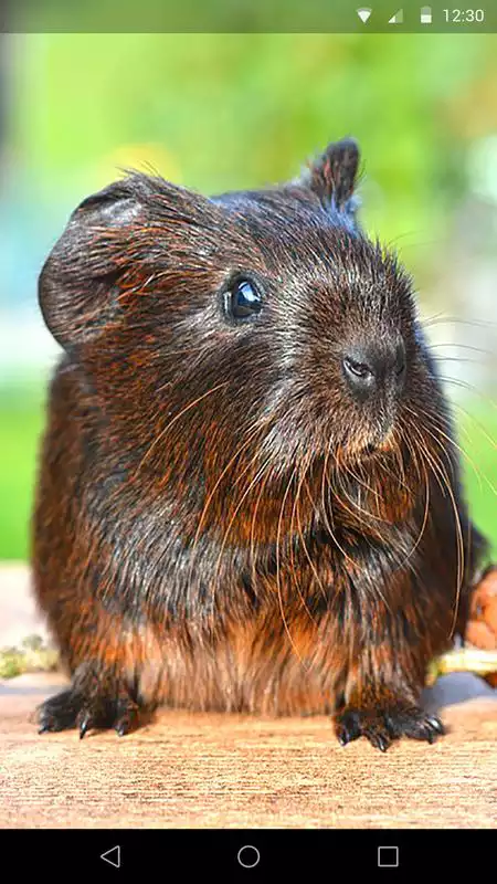 Play Guinea Pig Live Wallpaper
