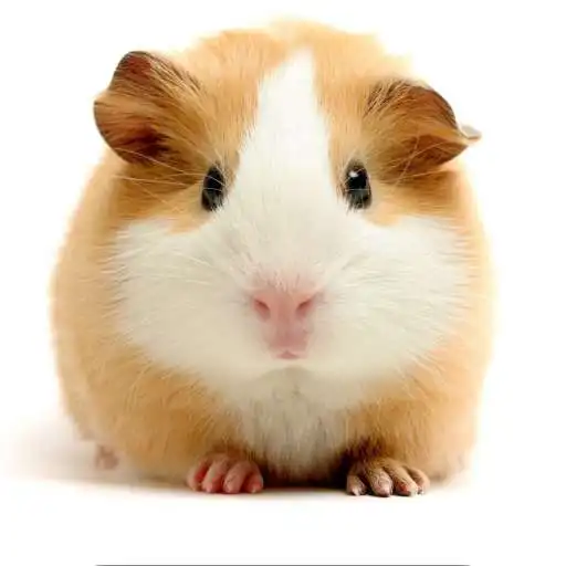 Free play online Guinea Pigs. Nature Wallpapers APK Free play online Guinea Pigs. Nature Wallpapers APK