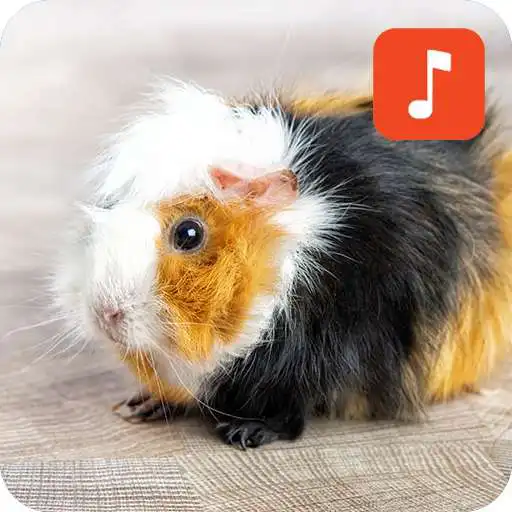 Play Guinea Pig Sound Effects APK