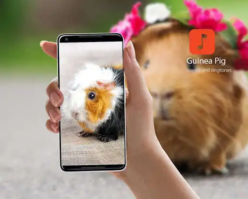 Play Guinea Pig Sound Effects  and enjoy Guinea Pig Sound Effects with UptoPlay