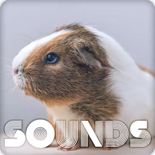 Play Guinea Pig Sound Ringtones APK