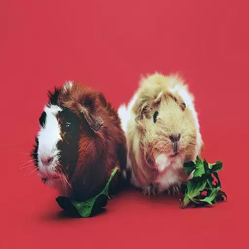 Play Guinea Pig Sounds APK Play Guinea Pig Sounds APK