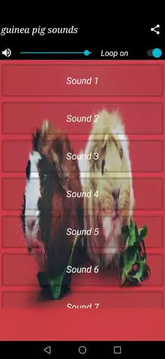 Play Guinea Pig Sounds as an online game Guinea Pig Sounds with UptoPlay