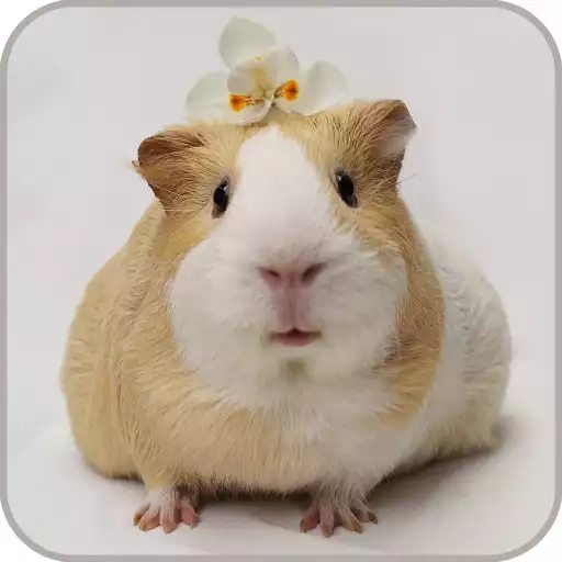 Play Guinea pig Wallpaper APK Play Guinea pig Wallpaper APK