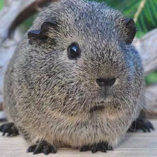 Free play online Guinea Pig Wallpapers APK