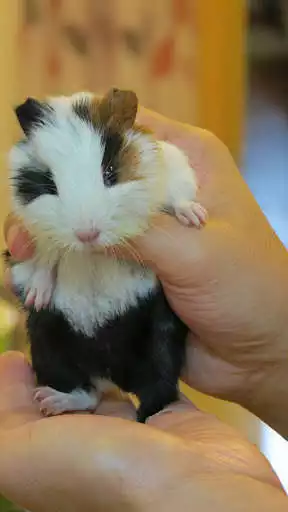 Play Guinea Pig Wallpapers