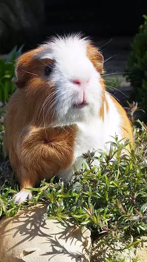 Play Guinea Pig Wallpapers