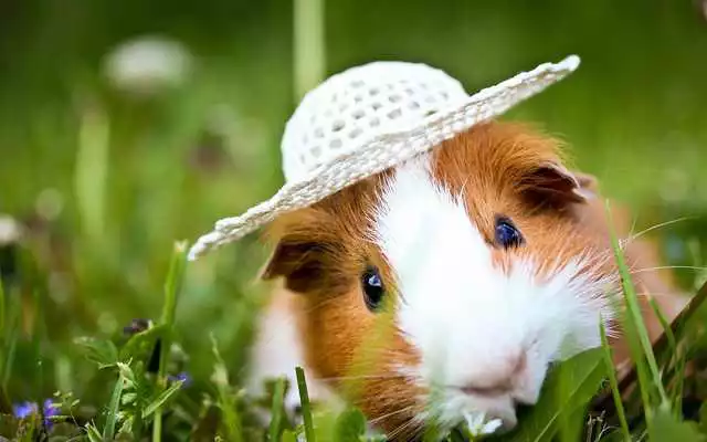 Play Guinea Pig Wallpapers
