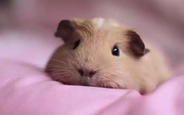 Play Guinea Pig Wallpapers