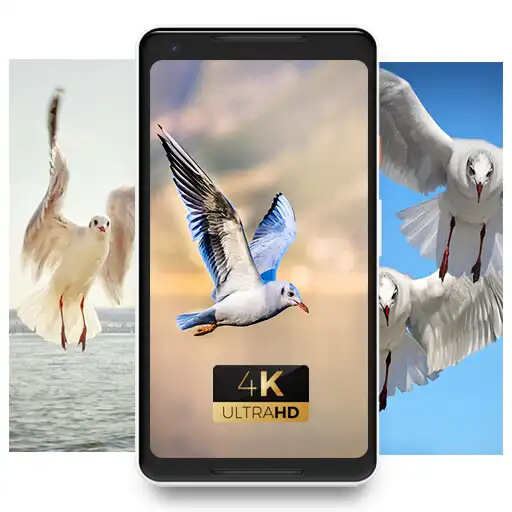 Play gull nice view awesome beauty Wallpaper APK Play gull nice view awesome beauty Wallpaper APK