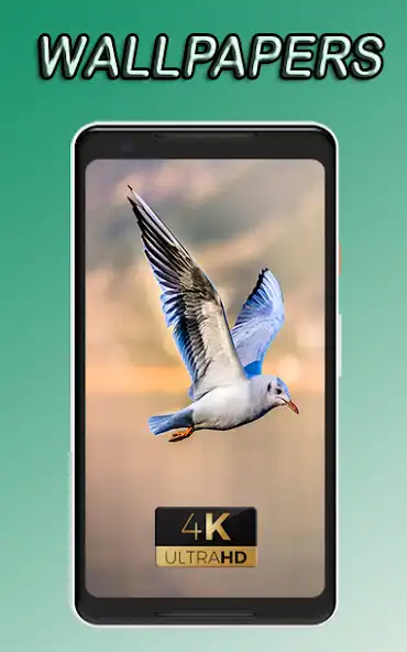 Play gull nice view awesome beauty Wallpaper  and enjoy gull nice view awesome beauty Wallpaper with UptoPlay