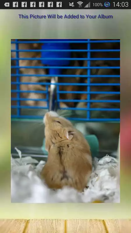 Play Hamster Game