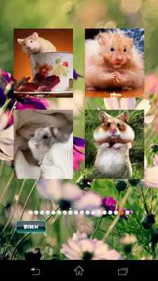 Play Hamster Puzzles Play Hamster Puzzles