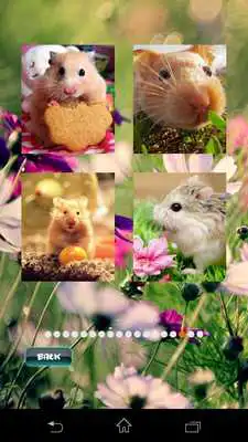 Play Hamster Puzzles Play Hamster Puzzles