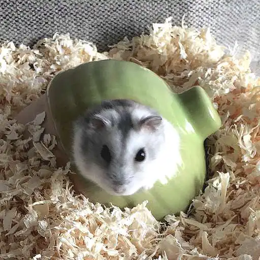 Play Hamster Slider Puzzle APK Play Hamster Slider Puzzle APK