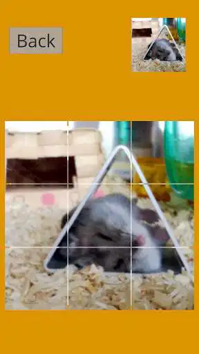 Play Hamster Slider Puzzle  and enjoy Hamster Slider Puzzle with UptoPlay