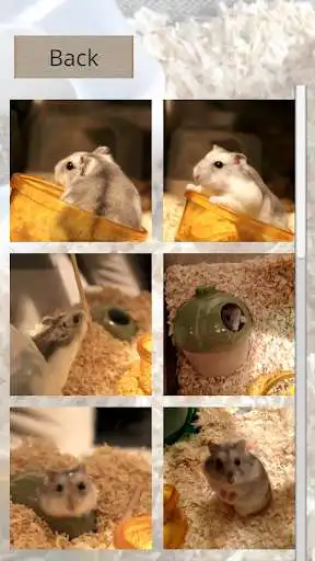 Play Hamster Slider Puzzle as an online game Hamster Slider Puzzle with UptoPlay