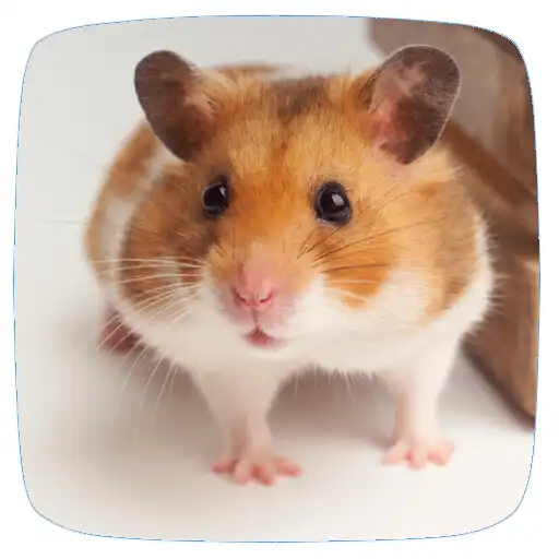 Play Hamster Sounds APK