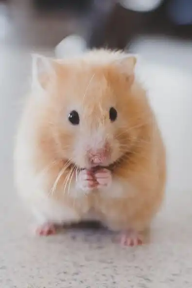 Play Hamster Video Wallpaper and enjoy Hamster Video Wallpaper with UptoPlay Play Hamster Video Wallpaper and enjoy Hamster Video Wallpaper with UptoPlay
