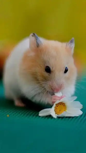Play Hamster Video Wallpaper as an online game online Hamster Video Wallpaper with UptoPlay Play Hamster Video Wallpaper as an online game Hamster Video Wallpaper with UptoPlay