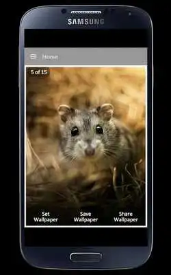 Play Hamster Wallpaper