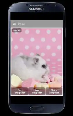 Play Hamster Wallpaper