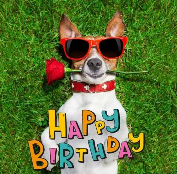 Play Happy Birthday Animals  and enjoy Happy Birthday Animals with UptoPlay
