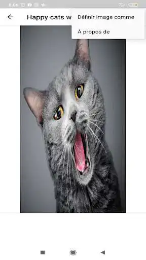 Play Happy cats wallpapers  and enjoy Happy cats wallpapers with UptoPlay