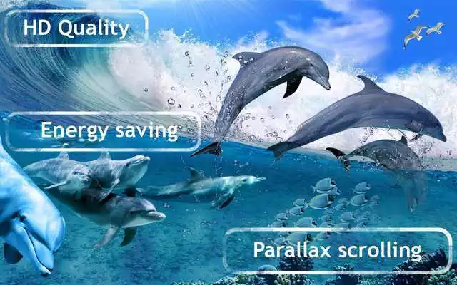 Play Happy Dolphins Live Wallpaper