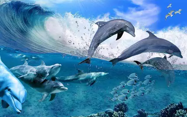 Play Happy Dolphins Live Wallpaper
